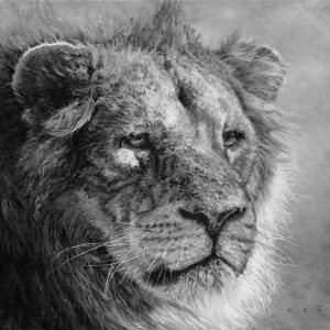 maasai-monarch