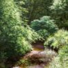 Epping Forest