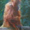 Orangutan