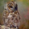 Tawny Owl